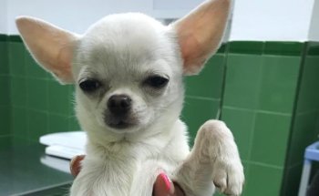 Isabel Solaz Centro Veterinario