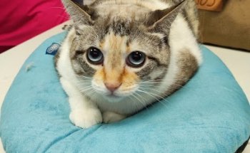 Clínica Veterinaria Blasco Ibáñez 97 C.B.