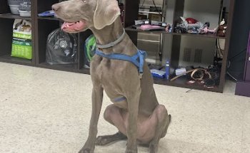 Clínica Veterinaria San Vicente