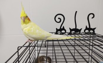 Clinica Veterinaria Faunatopía