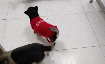 Clínica Veterinaria Ciudad de las Ciencias