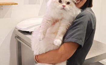 Upendi Clínica Veterinaria Valencia