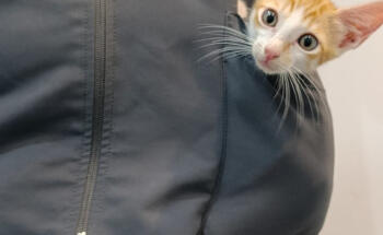 Upendi Clínica Veterinaria Valencia