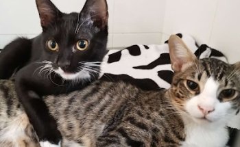 Camoix Clínica Veterinaria