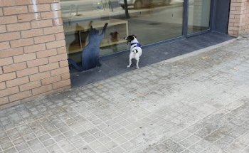 Vetalia Clínica Veterinaria