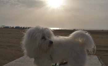 Clínica Veterinaria Añó