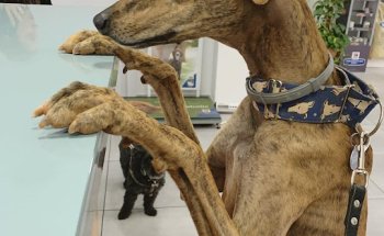 Clínica Veterinaria la Llum, C.B.