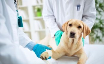 Centro Clínico Veterinario San Ignacio