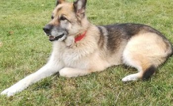 Clínica Veterinaria Fierecillas