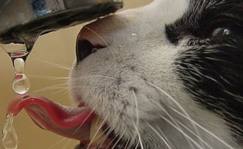 Centro Veterinario Zorrilla