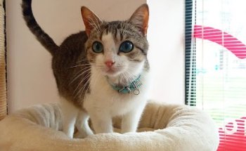 Centro Veterinario Siete Vidas