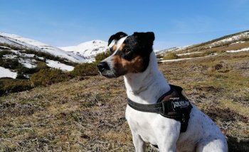 Clínica Veterinaria Tirso de Molina