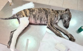 Clínica Veterinaria Hípica 29