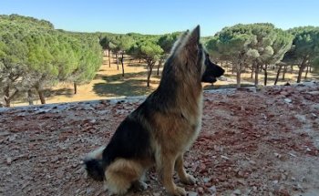 Centro Veterinario Neptuno