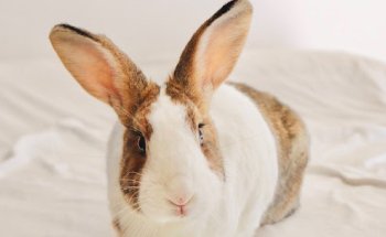 Clínica Veterinaria Kennel