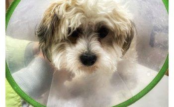 Clínica Veterinaria Zumaquera