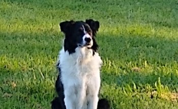 Centro Veterinario Álava