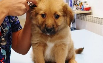 CLÍNICA VETERINARIA AUXO