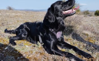 Clinica Veterinaria Vitoria SL