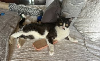 Clínica Veterinaria Nueva Santa Bárbara