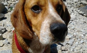 Clínica Veterinaria Servet Zamora