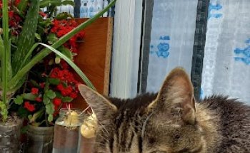 Clínica Veterinaria Asivet