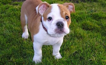 Clínica Veterinaria Albéitar