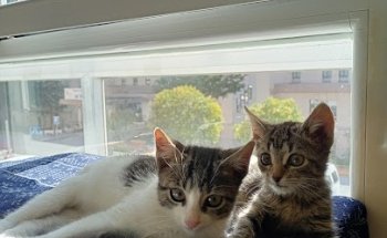 Clínica Veterinaria El Parque