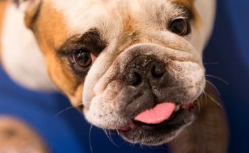 Clínica Veterinaria Santa Elena