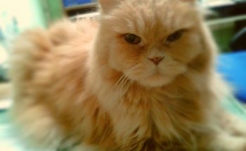 Cadenas piensos,desparasitaciones externas, accesorios y complementos para mascotas