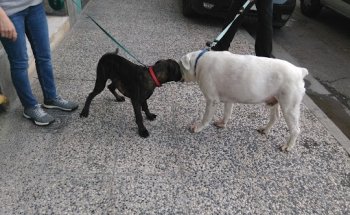 Centro Clínico Veterinario de Zaragoza