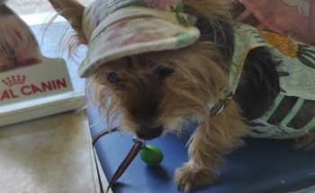 Clinican Veterinarios