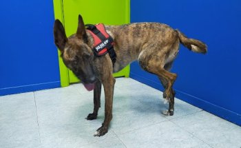 Clínica Veterinaria Augusta