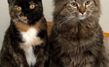 Clínica Veterinaria Zaracán