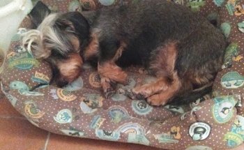 ESTACION NORTE VETERINARIA SL