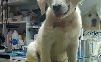 Clínica Veterinaria Puerta Sancho