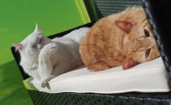 Clínica Veterinaria Universitas