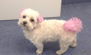 Clínica Veterinaria Artemisa