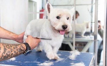 Clínica Veterinaria Montecanal