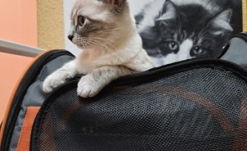 Clinica Veterinaria Coso