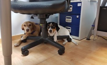 Centro Veterinario Valdespartera