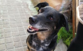 Clínica Veterinaria Las Fuentes