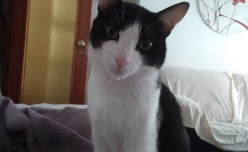 Centro Clínico Veterinario Siglo XXI