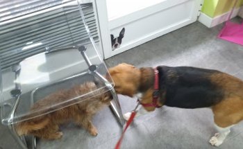 Clínica Veterinaria Complutense