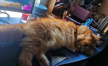 Clinica Veterinaria Zoo