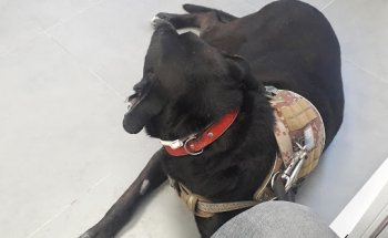 Centro Veterinario Cardona