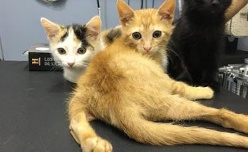 Clínica Veterinaria Mahes