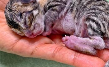 Clínica Veterinaria Alcor