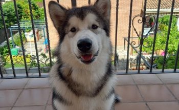 Clínica Veterinaria Cervantes