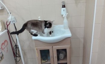 Clinica Veterinaria Layos